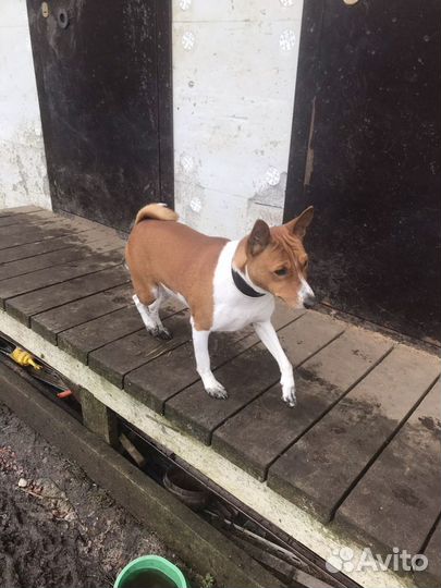 Зоогостиница Вырица