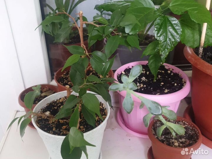 Комнатные цветы