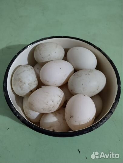 Инкубационное яйцо утки индийский бегунок