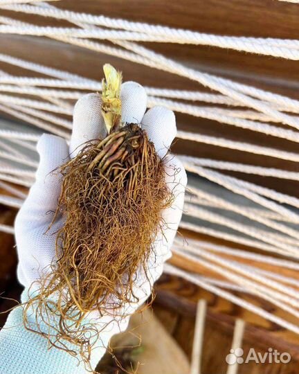 Саженцы клубники, фриго