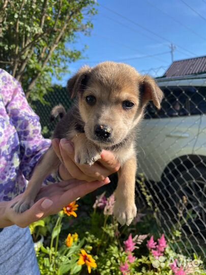 Отдам щенков в добрые руки