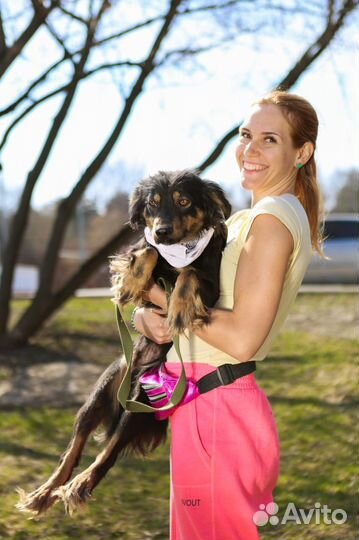 Собачка бесплатно Фифа