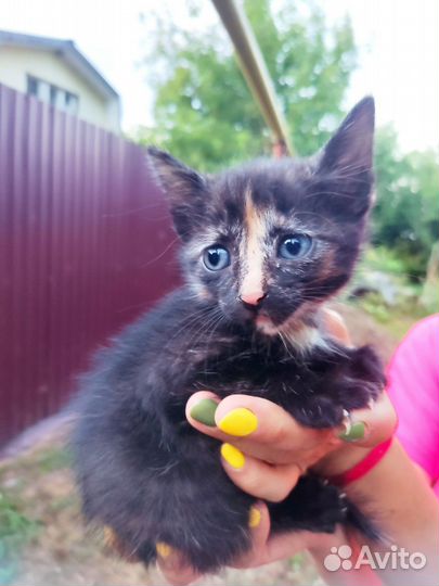 Котята ищут дом