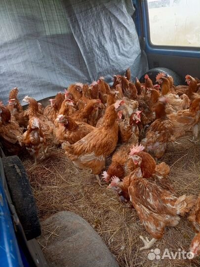 Куры несушки легорн