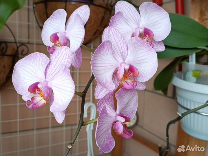 Орхидея фаленопсис разные
