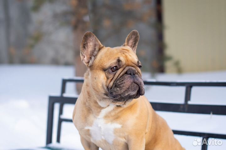 Французский бульдог щенки