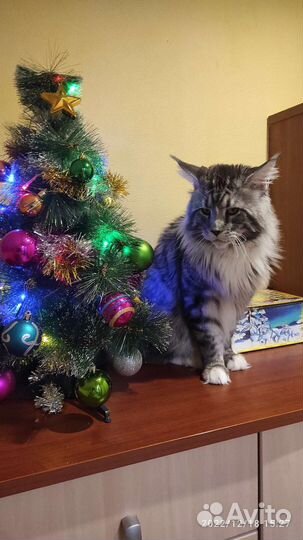 Мейн-кун вязка