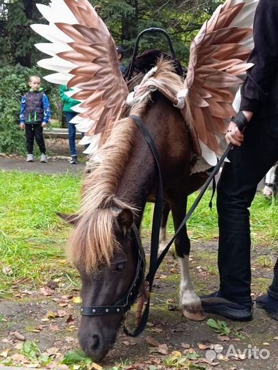 Лошадь пони