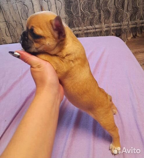 Французский бульдог