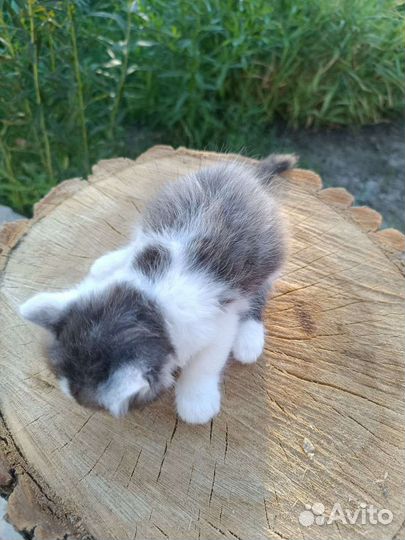 Котенок - девочка