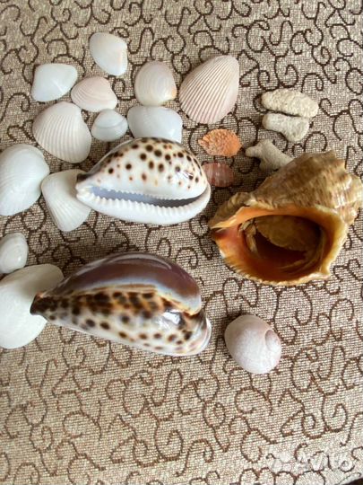 Ракушки и кораллы