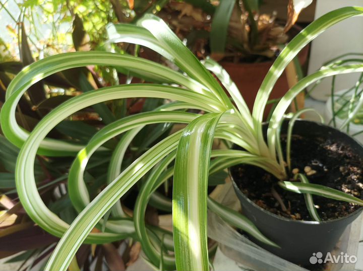 Неприхотливые комнатные растения