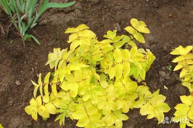 Анафалис жемч.,лабазник Гексапетала Плена,гравилат