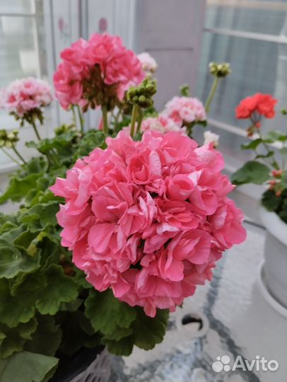 Пеларгонии сортовые