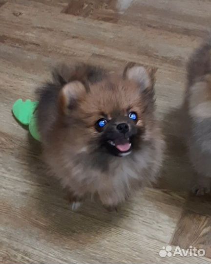 Шпицедетки