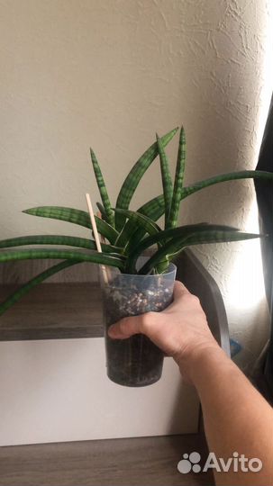 Сансевиерия сортовая