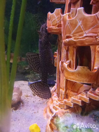 Сомики анциструсы