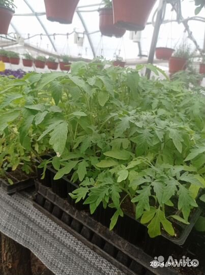 Продажа овощной рассады и цветов