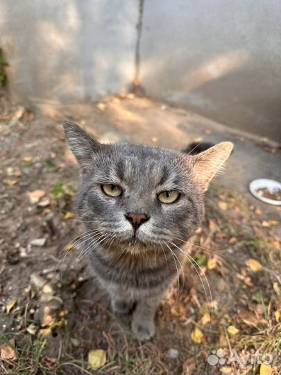 Кот ищет дом