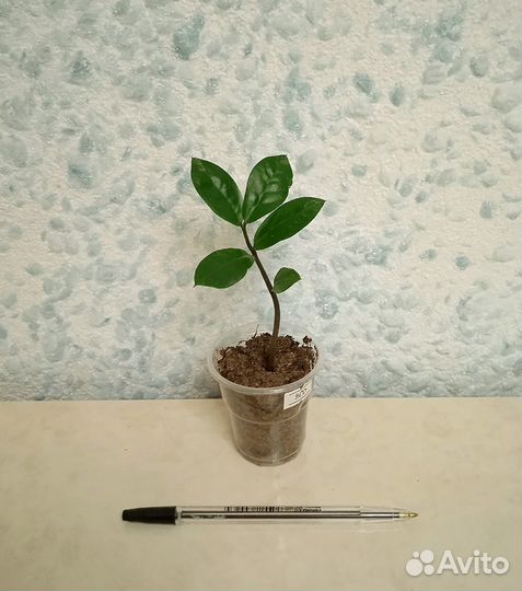 Замиокулькас