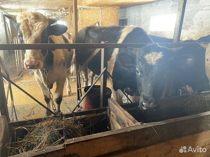 Продам телочку,телку,быков на племя