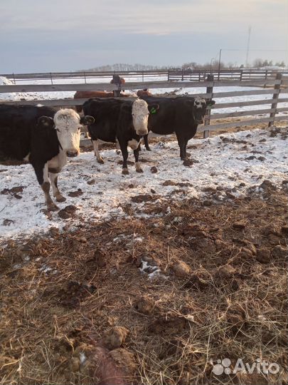 Продам коров