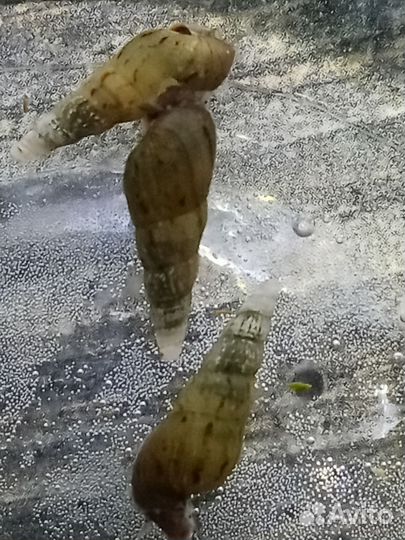 Улитка Мелания