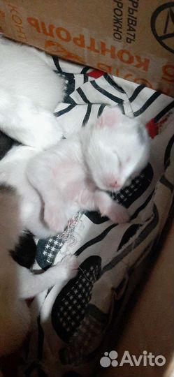 Кошка в дар бесплатно