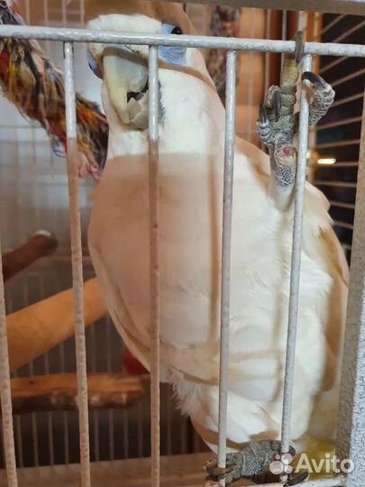 Говорящий попугай голубоглазый какаду