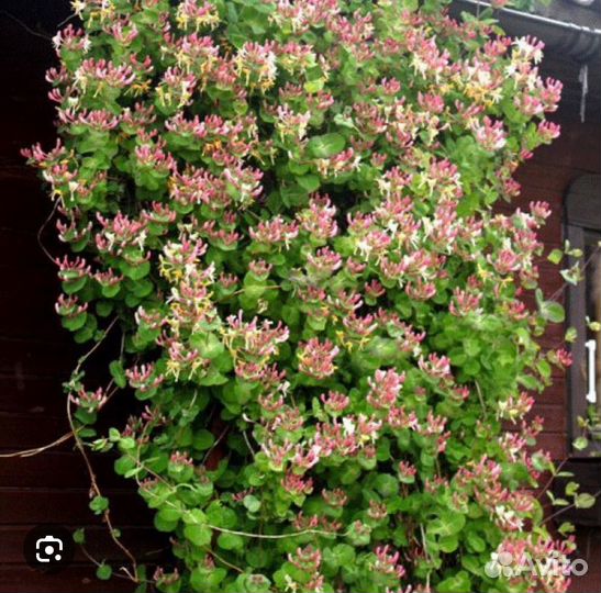 Крупномер Жимолости Каприфоль