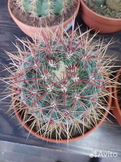 Кактусы большие,D20см