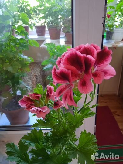 Пеларгония герань