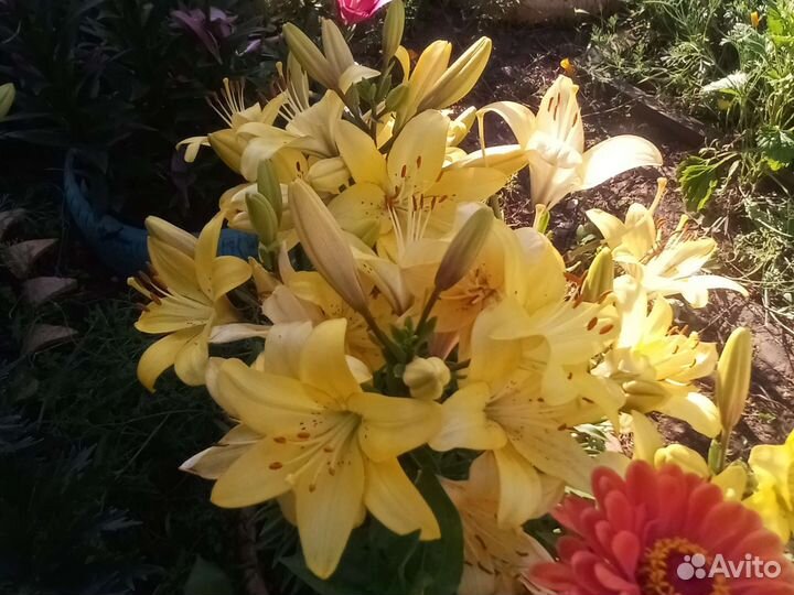 Лилии луковицы