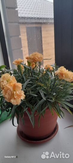 Гвоздика