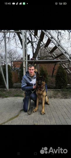 Дрессировка, передержка