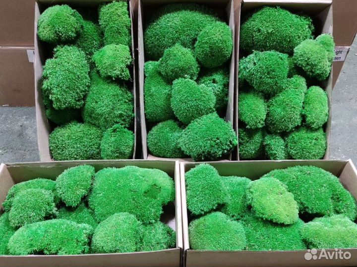 Стабилизированный мох, ягель, кочка, пласт, панно