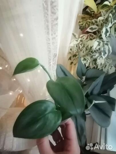 Эпипремнум пиннатум вар. и сциндапсус Moonlight