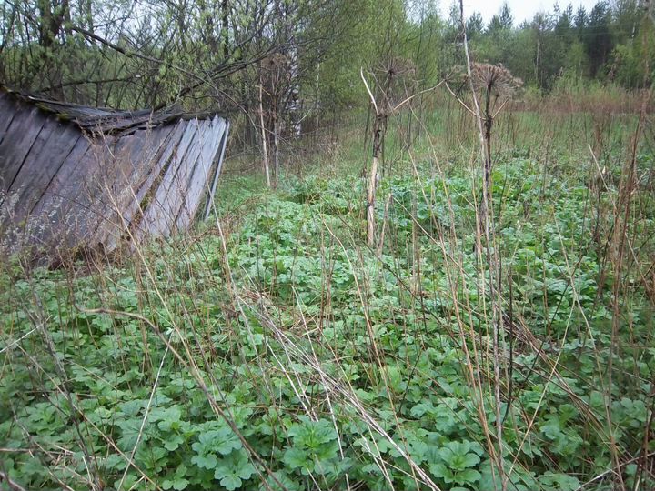 Участок 13 сот. (СНТ, ДНП)