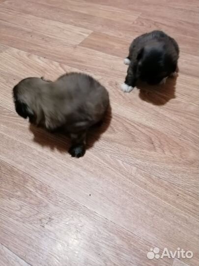 Щенки пекинеса