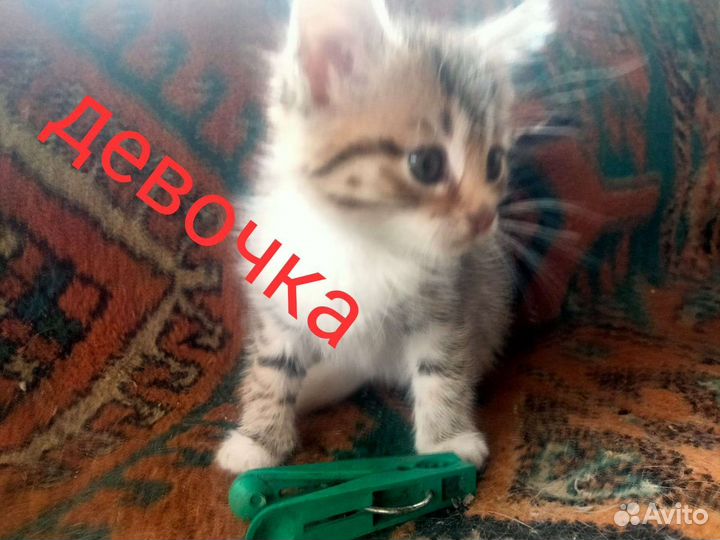 Котята в добрые руки бесплатно