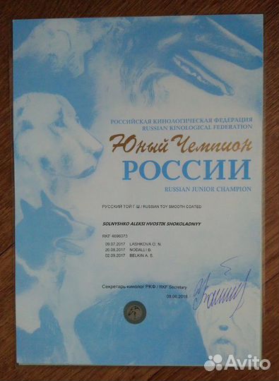 Вязка кобель РКФ