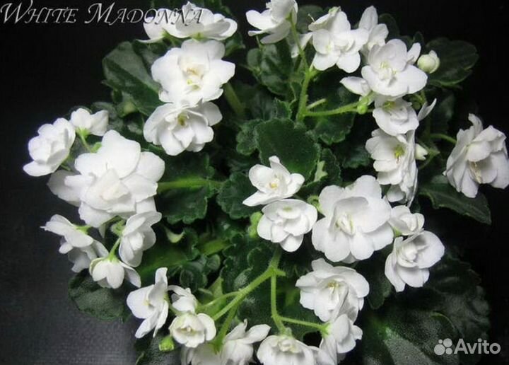 Комнатные цветы разные