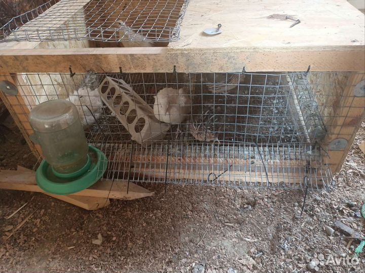 Клетка, брудер