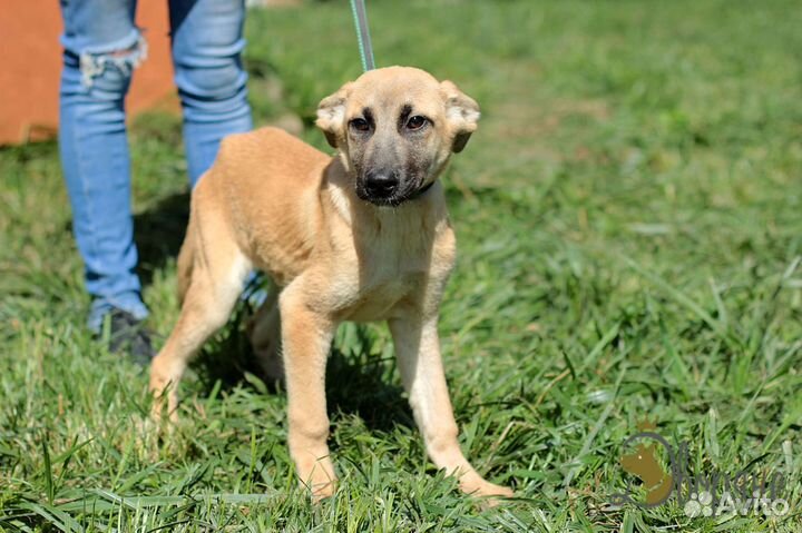 Девчушка Щенок №16 в поисках семьи