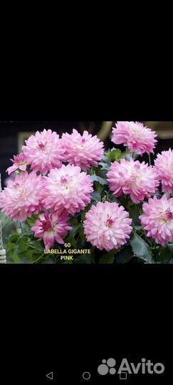 Цветы для дачи и дома