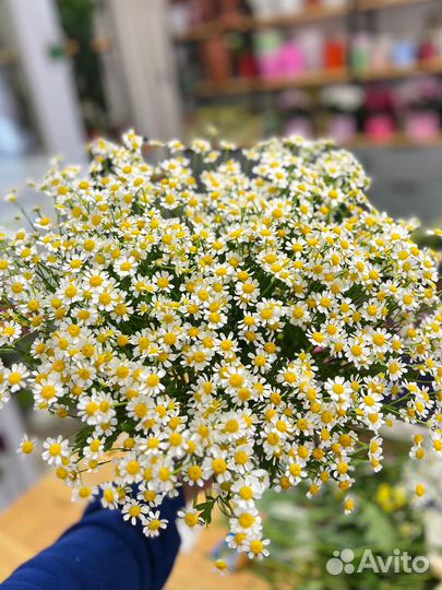 Ромашки:Букеты на заказ