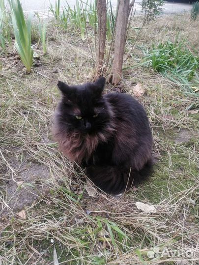 Кошки бесплатно