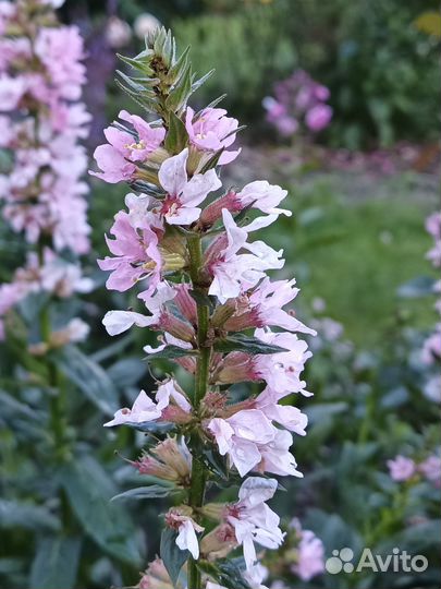 Дербенники