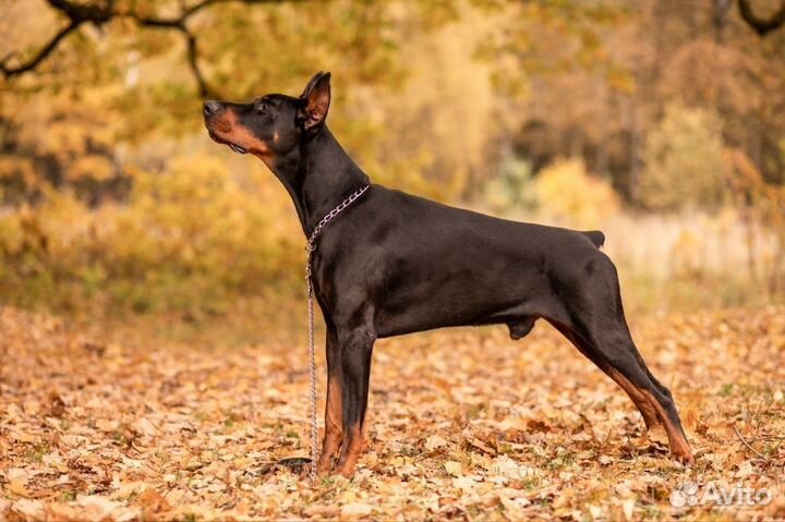 Щенки добермана