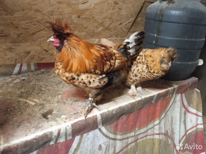 Молодые петушки